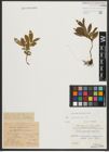 Foto von Salix appendiculata Vill.